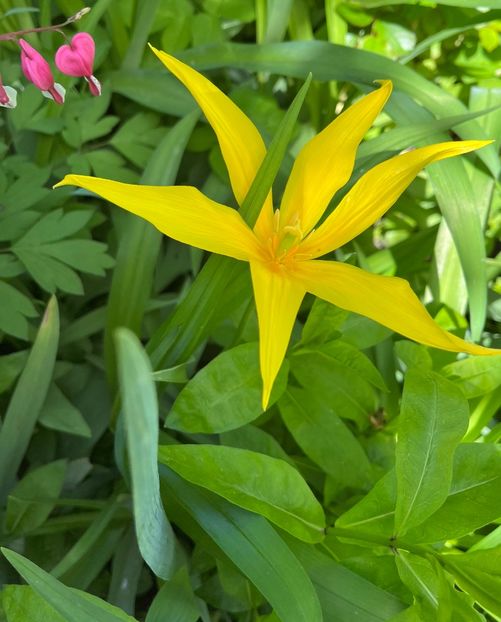 B071D2E8-5E12-4B19-A04C-33D65CC0D585 - Lalele 22 23