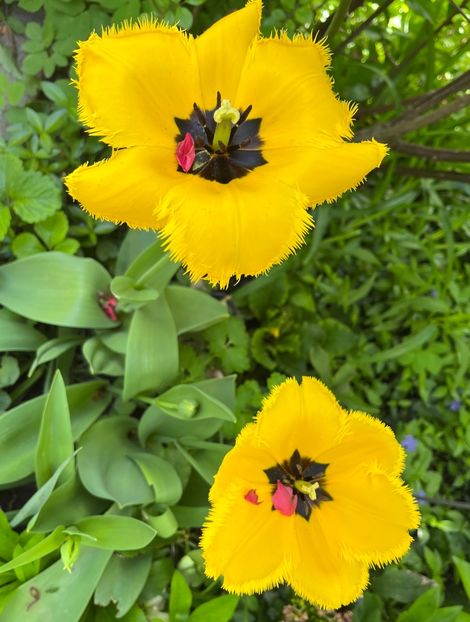 D5CD1937-51AC-4BCE-B9B0-0C2A6E91CA0D - Lalele 22 23