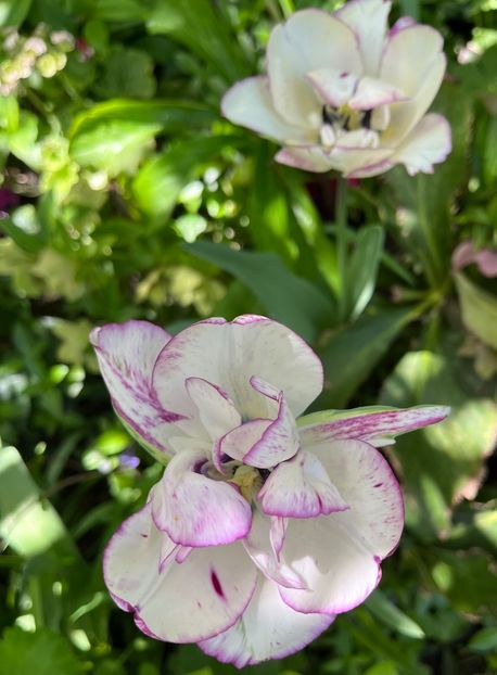 07CDA699-B3BE-4A29-AB4D-02651069398D - Lalele 22 23