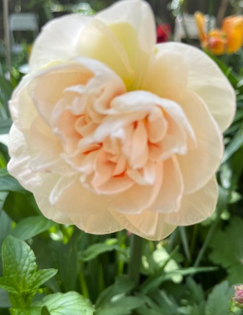 FFA4EE50-5E73-4DA0-B0AE-66D98E8D5F52 - Lalele 22 23