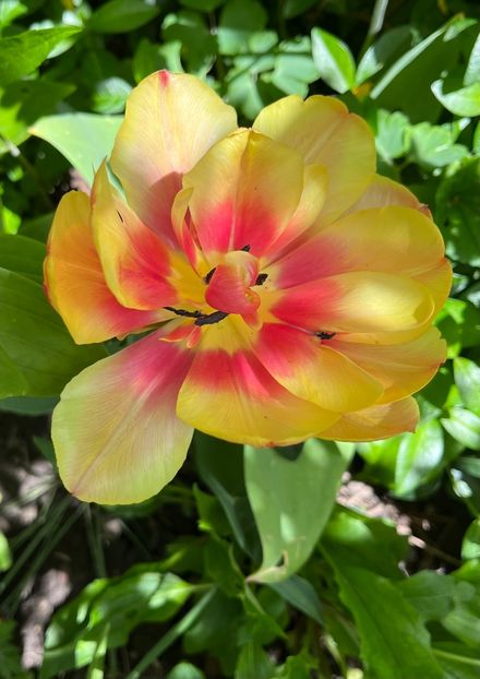 8FE9E1EF-08BE-40C8-AC92-3E144F7A9250 - Lalele 22 23