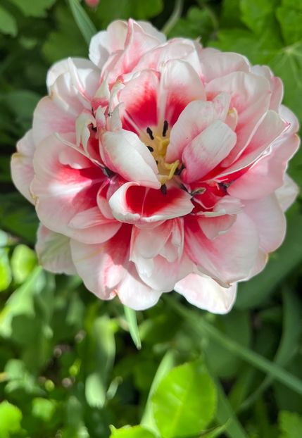 BCA646AE-857A-4458-9A95-7EADC56883C7 - Lalele 22 23