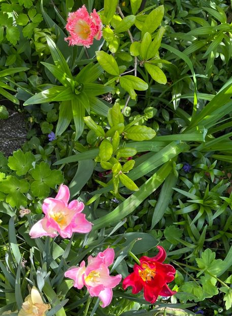 65405A3A-F406-4983-A32C-5B576987B404 - Lalele 22 23