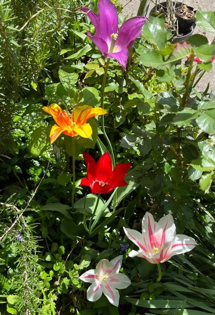 F65BAC1E-2379-4AAA-9C3A-1409E0B434E6 - Lalele 22 23