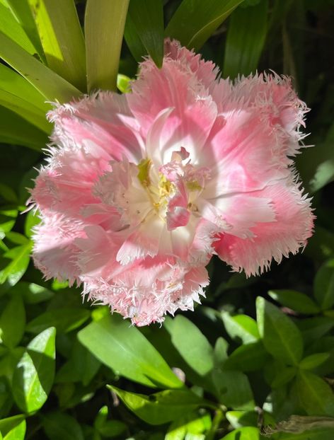 496A58D9-6927-4A1F-8B10-D879CB7D5F64 - Lalele 22 23