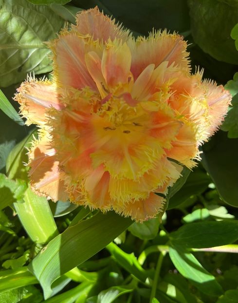 16E59D9F-B0AE-4D9B-B536-EC2C3660B33C - Lalele 22 23