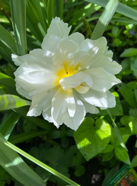 41C4838F-D622-485D-98C4-5C7DD3750140 - Lalele 22 23