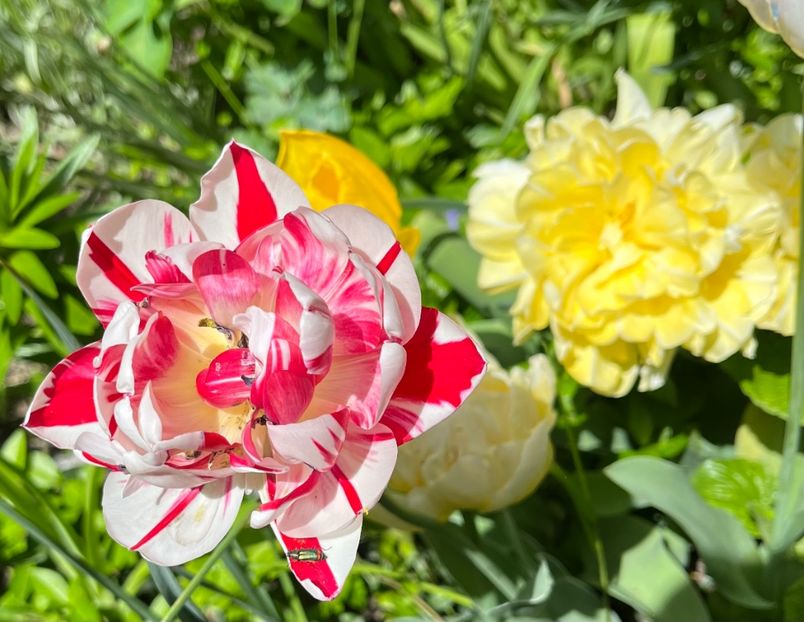 4A5D7EBF-B3C2-4378-BCB4-2B89FD3E3F46 - Lalele 22 23