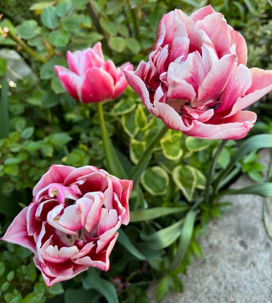 4E676BD5-862E-4DB4-BB8B-8B64E3B9DC5D - Lalele 22 23