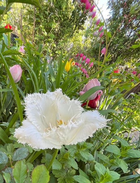 154EF44E-C17B-42DF-B3AC-43B9082679DD - Lalele 22 23