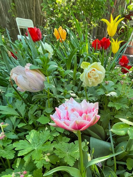 DA92810C-EC82-4990-9C92-AF1CDC5850BE - Lalele 22 23