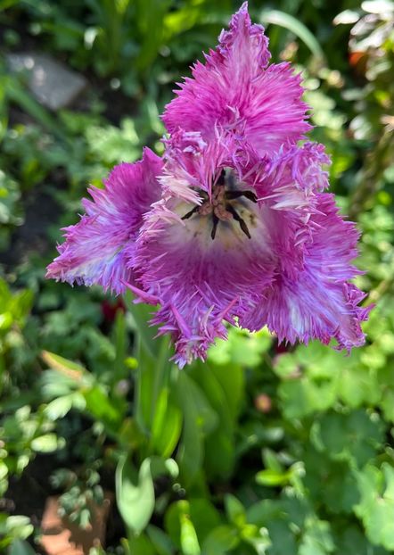 0E0A31EB-0D9F-4F19-8075-B2FAE262930C - Lalele 22 23