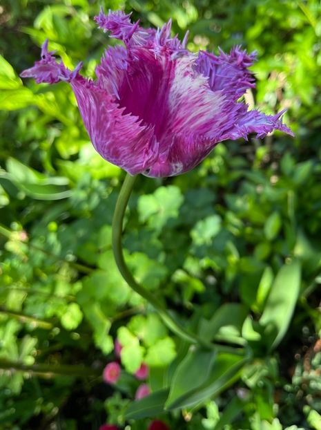 77ECE803-EA79-4B06-BD82-C6FF87AED049 - Lalele 22 23