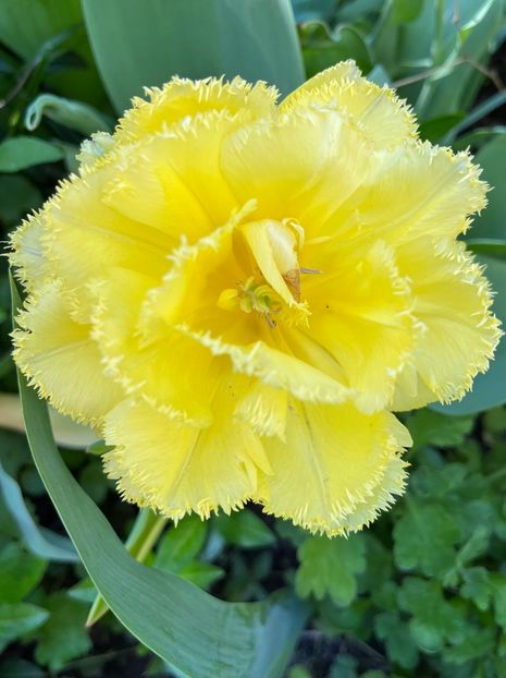 82ED7922-7B3A-48F9-9E16-8B8EB2FA6F14 - Lalele 22 23