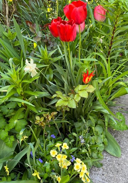 42A235AB-15C0-442F-82AC-0FDCD4EF3D34 - Lalele 22 23