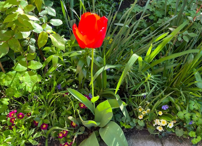 CCA182B0-37E0-4F5E-B7D5-7BF4319096EE - Lalele 22 23