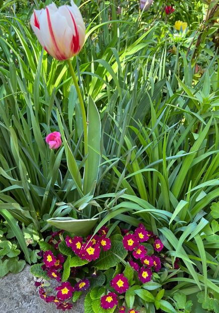 89D3F1C0-917E-4834-BE57-3C975626D77B - Lalele 22 23