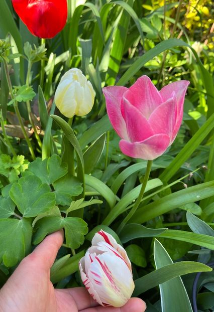 6400475E-5E06-4D3F-BD69-64CEBB3DB88E - Lalele 22 23