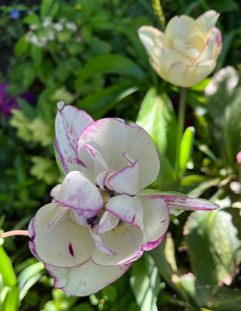 D19DFF4E-A5CD-4ED6-86C5-860802AC2695 - Lalele 22 23