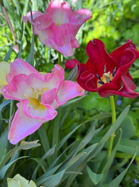 4A0AA980-41A5-4B8E-925E-E94EFED75D30 - Lalele 22 23