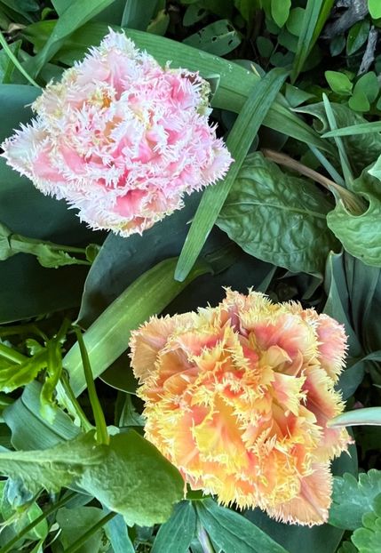 ED9F4539-BD40-4BF4-9CBF-17C98BB1F8B3 - Lalele 22 23