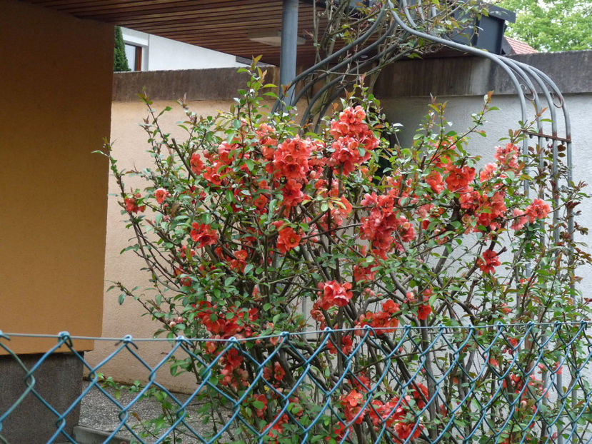  - 2022 - 01 - Primavara