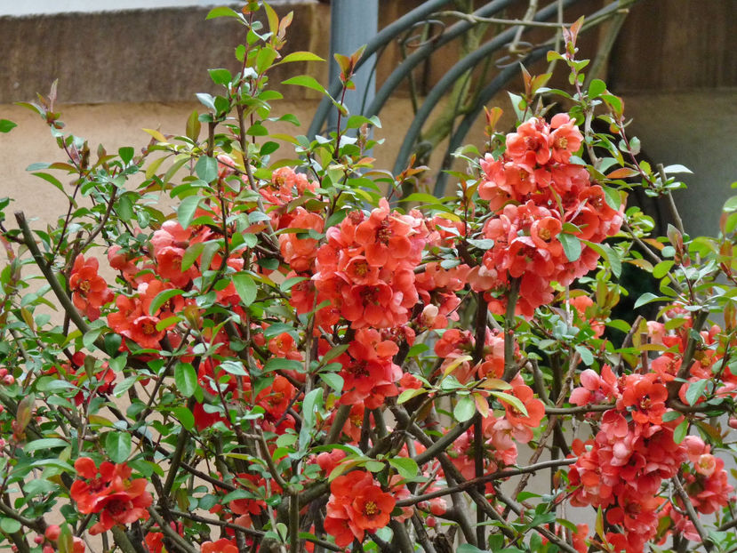  - 2022 - 01 - Primavara