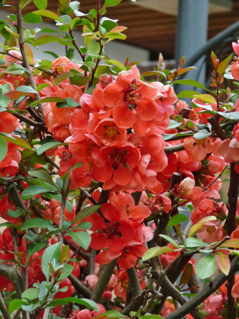  - 2022 - 01 - Primavara