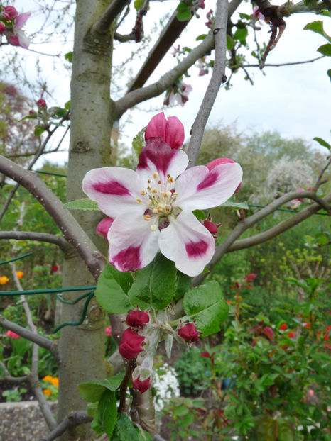  - 2022 - 01 - Primavara