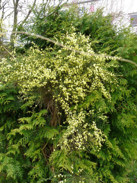  - 2022 - 01 - Primavara