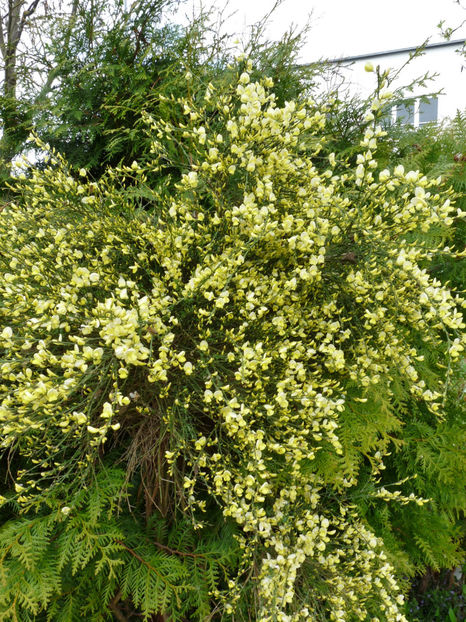  - 2022 - 01 - Primavara