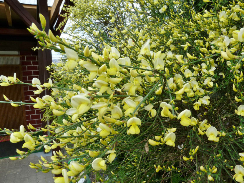  - 2022 - 01 - Primavara