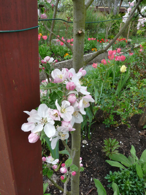  - 2022 - 01 - Primavara