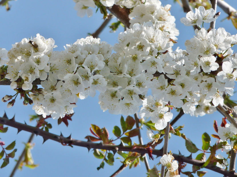  - 2022 - 01 - Primavara