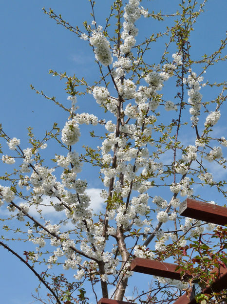  - 2022 - 01 - Primavara