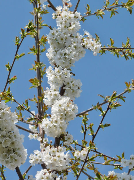  - 2022 - 01 - Primavara