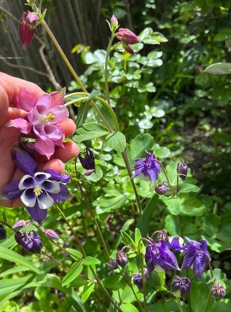 A31798F0-0A74-44D5-9D16-D075FC4192F6 - Caldaruse 2020-2023