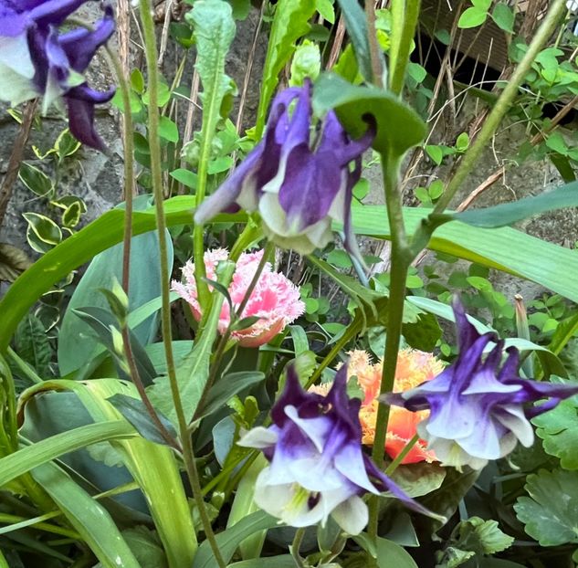 DB13F909-EC2C-4F4E-AB84-45CFF9672B2E - Caldaruse 2020-2023