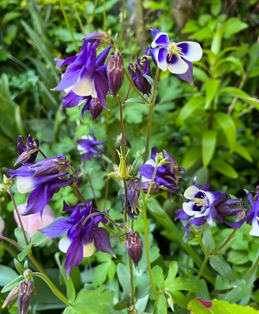 9F580D29-C89B-45DC-B309-AE34701902AB - Caldaruse 2020-2023