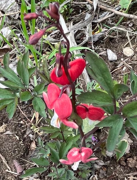 D0DC48AE-6ACC-468B-BE46-2262576AEB2A - Dicentra 2018