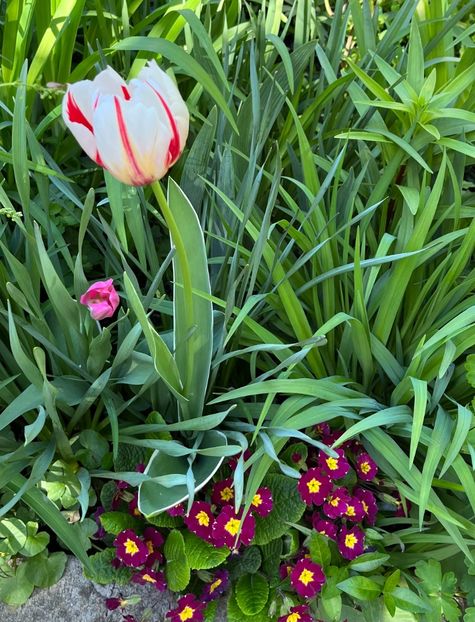 7B31532E-173B-42E8-943C-58A59B60C036 - Primule 21 22 23 24