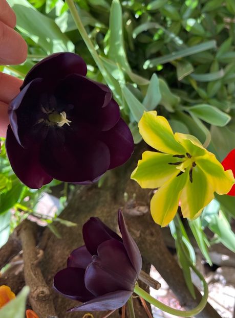 E8057A83-45C4-4926-AD3F-FA5D2EC99DC3 - Lalele 22 23