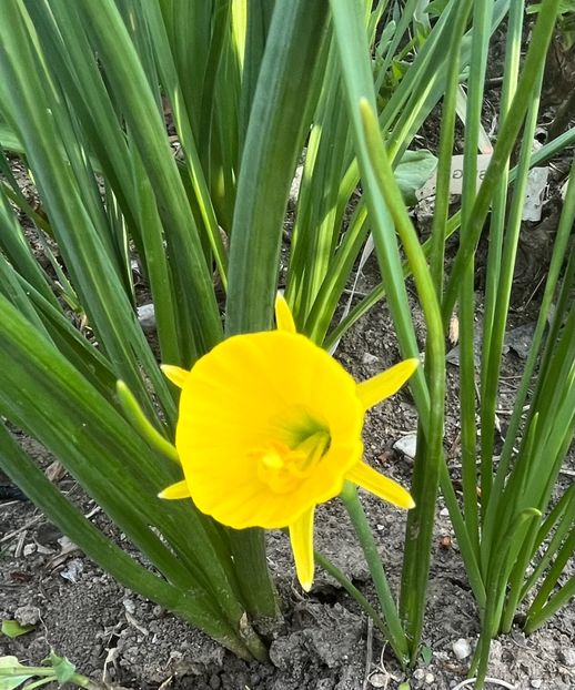 91AA2995-5822-47CF-BE0E-301194670B04 - Narcise 2019 2022 25