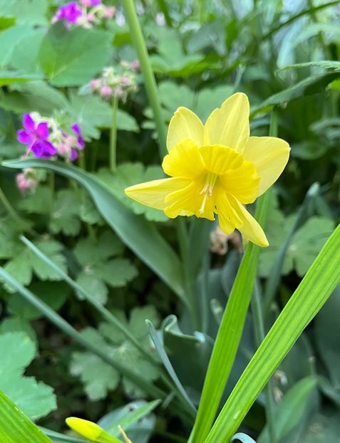 5BE7678E-02D4-4693-9CCE-871F49079931 - Narcise 2019 2022 25