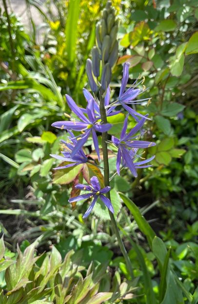3638857B-DBDF-4BD3-A0D8-4689DD0C8E00 - Allium 2020 21 22