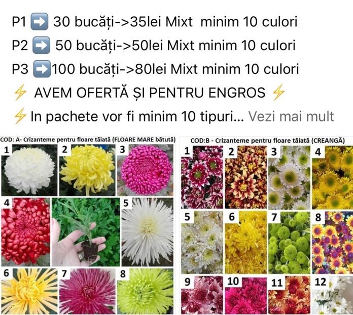 7D293E9B-4054-48AE-93B3-438FE6A47F8B - Crizanteme 2021