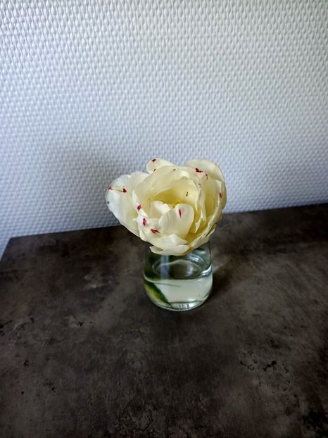 Img.2022.04.28- din păcate pisica a rupt-o :((( - 1 Achiziție nouă