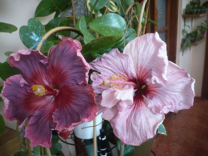 P1510613 - HIBISCUSI 2022-1