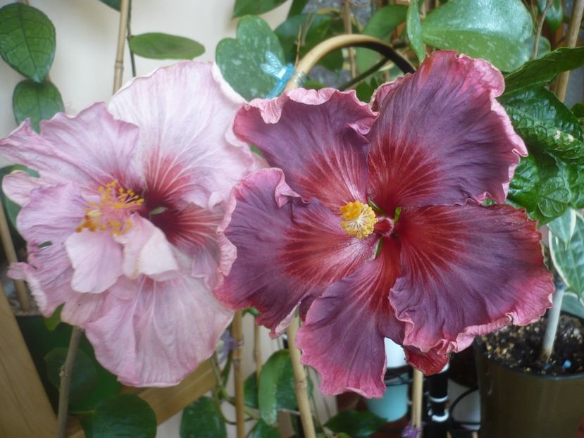 P1510617 - Taiwan Formosa Blue Lotus