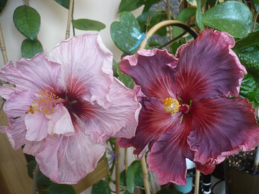 P1510618 - Taiwan Formosa Blue Lotus